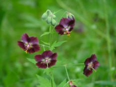 Geranium phaeum Donkere ooievaarsbek bestellen